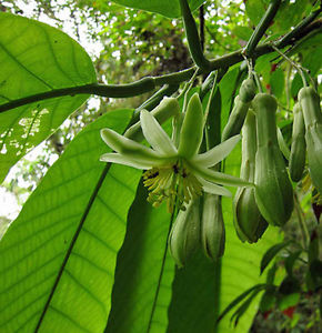 گل ساعتی درختی - معرفی درختان میوه